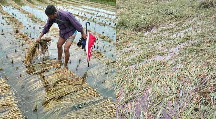 পানি ও বাতাসের আঘাতে নীলফামারীর বিপর্যস্ত আমন ক্ষেত 