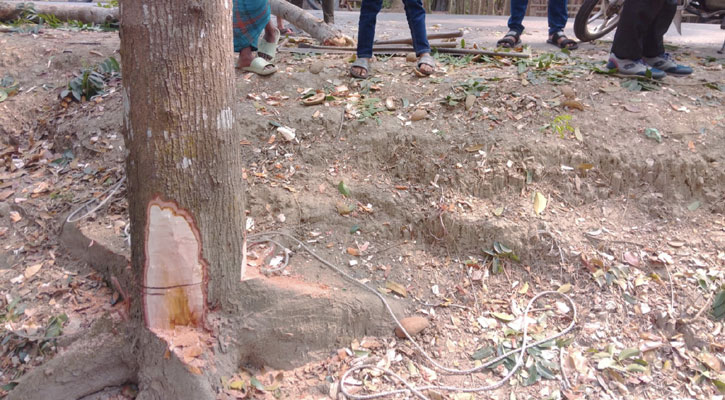পিরোজপুরে সরকারি গাছ কেটে দেয়ার অভিযোগ, বন বিভাগের হস্তক্ষেপ