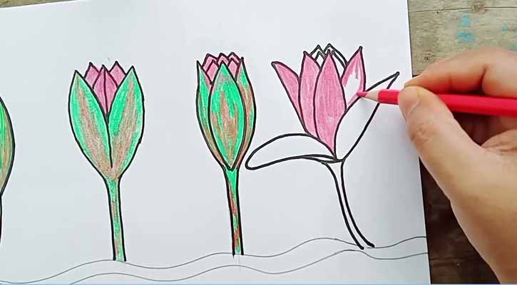 ‘শাপলা কলি’ নয় শাপলাই চায় এনসিপি