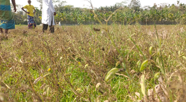 রাজাপুরে পানি সেচে কৃষকের ১০ একর জমির ফসল নষ্ট