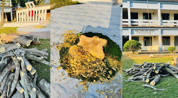তাড়াশে কৃষ্ণচূড়া গাছ কাটাকে কেন্দ্র করে বিতর্ক, শিক্ষার্থীদের ক্ষোভ