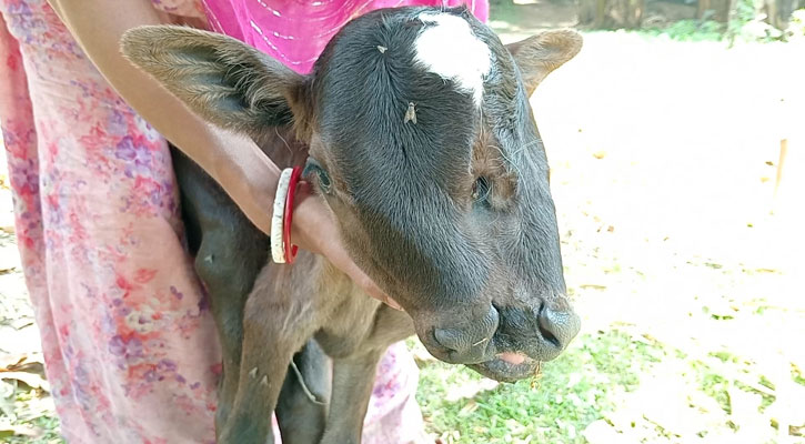 পিরোজপুরে তিন চোখ ও দুই মুখের বাছুরের জন্ম