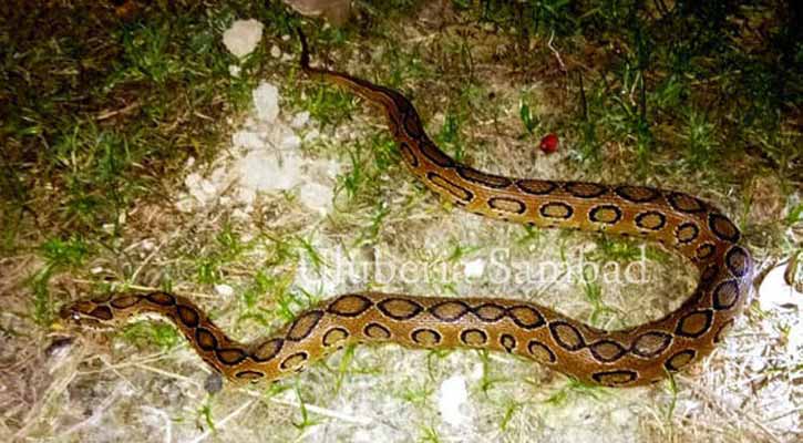 চার মাসে ঢাকায় ৩৫১টি বিষধর সাপ উদ্ধার, এলো কোথা থেকে?  