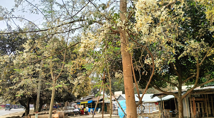 চুয়াডাঙ্গায় ডালে ডালে সজনে ফুল, পুষ্টিগুণে সমৃদ্ধি   