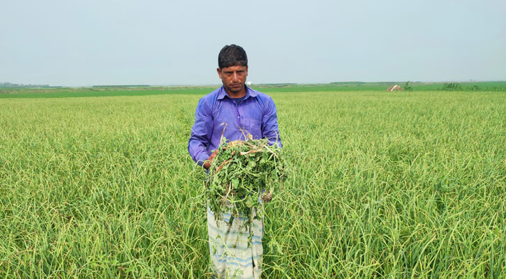 ৭ বিঘা জমির তরমুজ গাছ উপড়ে ফেলেছে দুর্বৃত্তরা