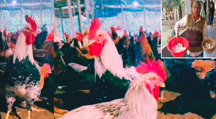 ইউটিউব দেখে দেশি মুরগির খামার গড়ে স্বাবলম্বী আজিজ