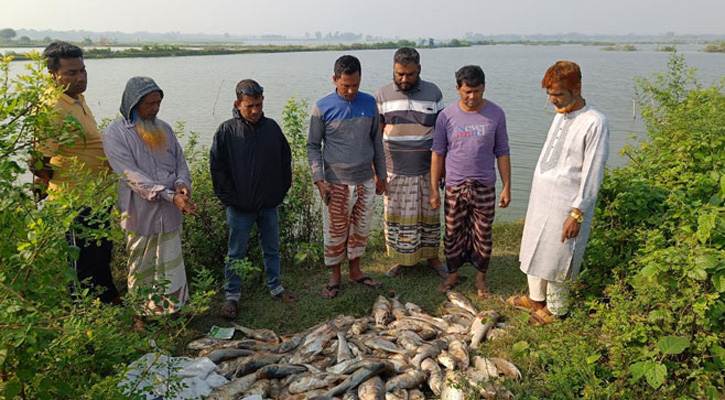 বিএনপির মনোনয়নবঞ্চিত প্রার্থীর স্বজনদের বাড়িতে হামলা, পুকুরে বিষ