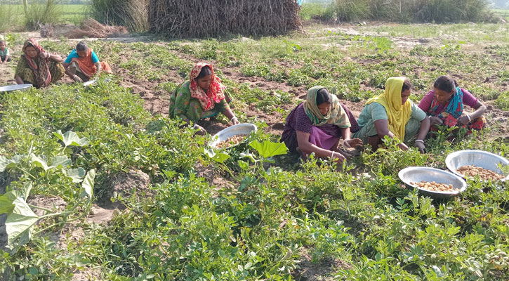 আগাম আলু চাষে বিপর্যয়, হতাশ চাষীরা