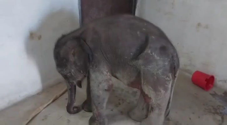 রামুতে হাতির শাবক উদ্ধার, সাফারি পার্কে হস্তান্তর