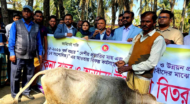 ঝালকাঠি কাঁঠালিয়ায় মৎস্যজীবীর মাঝে বকনা বাছুর বিতরণ