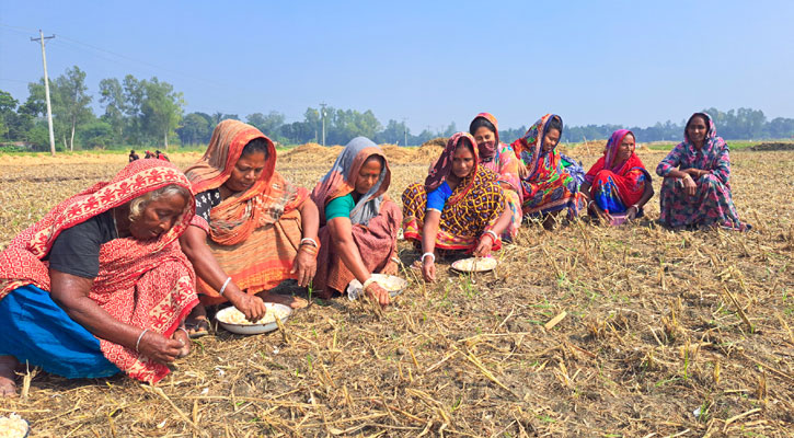 চলনবিলে বিনা হালে রসুন আবাদে ব্যস্ত চাষীরা