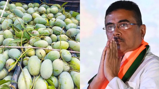 মুখ্যমন্ত্রী শুভেন্দুর জন্য ৫০০ কেজি আম পাঠালো বাংলাদেশ সরকার