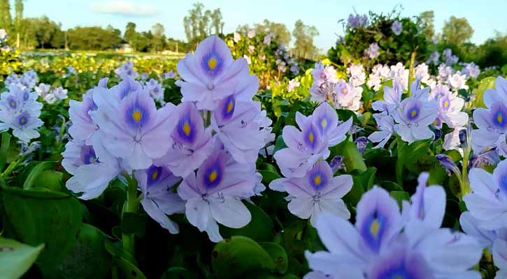 গ্রামীণ সৌন্দর্যের প্রতীক হয়ে ফুটেছে কচুরিপানা ফুল