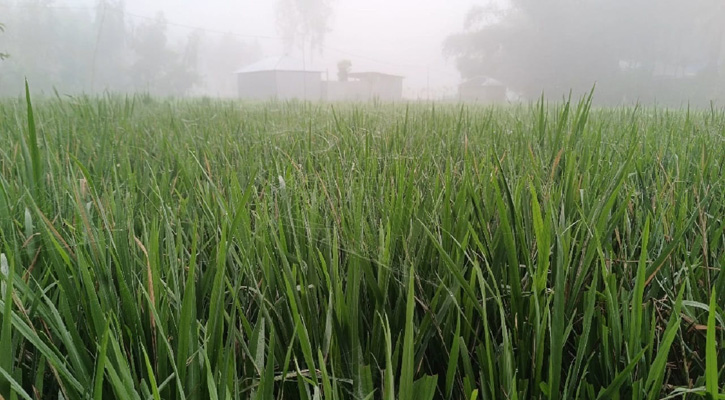 উত্তরবঙ্গে ছড়াচ্ছে শীতের ছোঁয়া