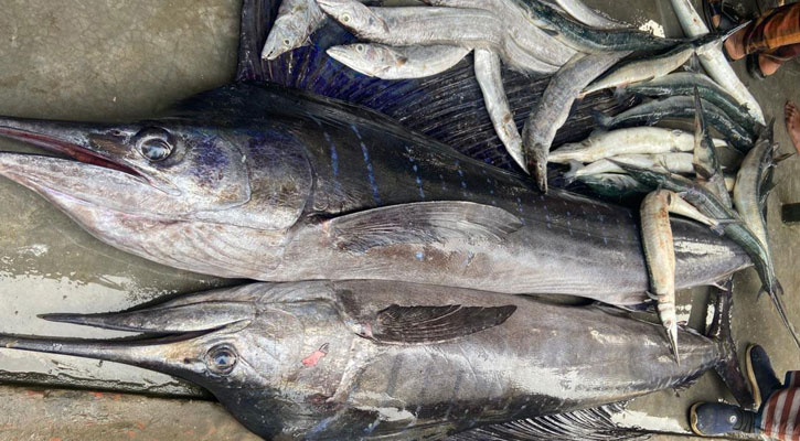 কুয়াকাটা উপকূলে ধরা পড়ল বিরল দুইটি সেইল ফিশ