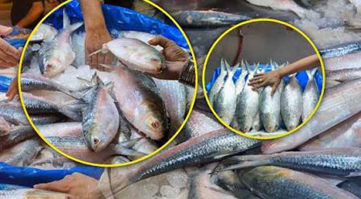 ভারত থেকে বাংলাদেশে বিপুল পরিমাণের ইলিশ আমদানির রহস্য