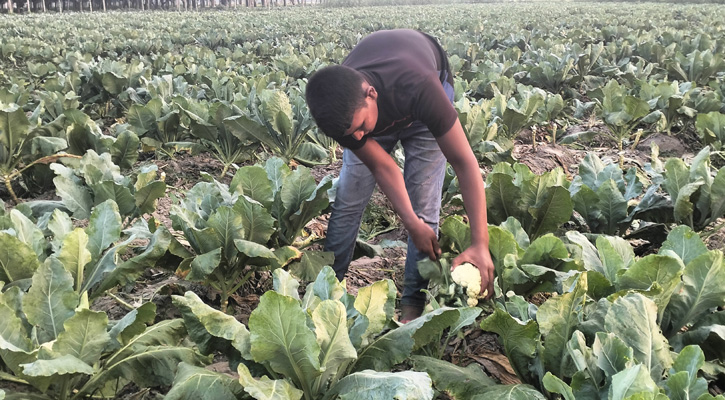 আগাম কপি চাষে নীলফামারীর কৃষকের মুখে হাসি