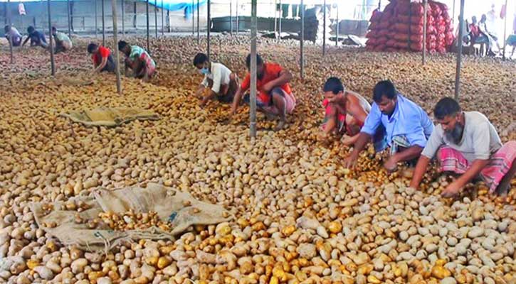 আলু মজুদ করে ২২৬ কোটি টাকার লোকসানে কৃষক-ব্যবসায়ী