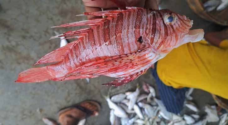 ভয়ংকর সুন্দর ‘লায়নফিশ’ দেখতে প্রচুর মানুষের ভিড় 