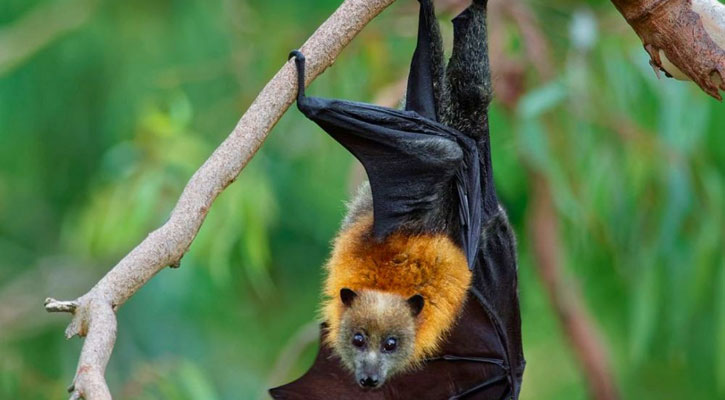 নতুন ভাইরাস নিয়ে আঁতকে ওঠার মত তথ্য দিলেন বিজ্ঞানীরা