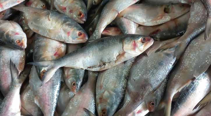 বাজারে পচা ইলিশের সয়লাব, সংরক্ষণ পদ্ধতিতে বিক্রি 