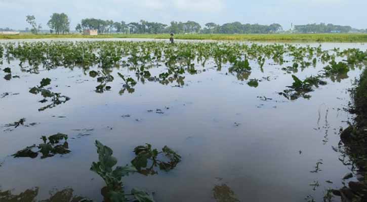 ঠিকাদারির অব্যবস্থাপনায় রাজশাহীর ৪০০ বিঘা ফসল পানির নিচে