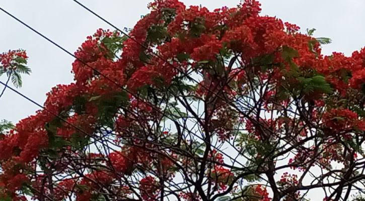 গ্রীষ্মের রুক্ষতায় লাল রঙের স্বস্তি ছড়াচ্ছে কৃষ্ণচূড়া