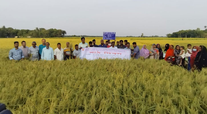 ঈশ্বরদীতে বিনাধান-২৫ চাষে সফল কৃষক, সরু চালে বাজিমাতের আশা