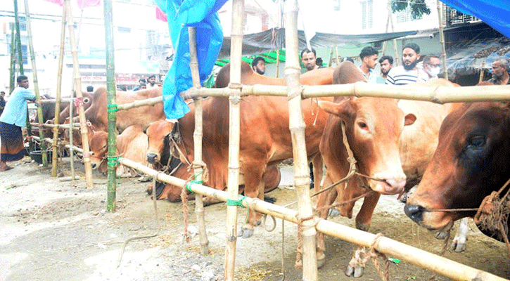 পশুর হাটে চাঁদাবাজি নয় চলছে ‘সমঝোতার খেলা’