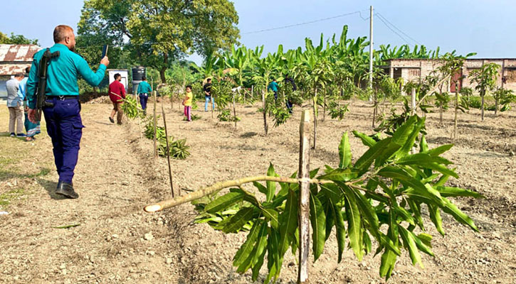 আম গাছের সাথে এ কেমন শত্রুতা!