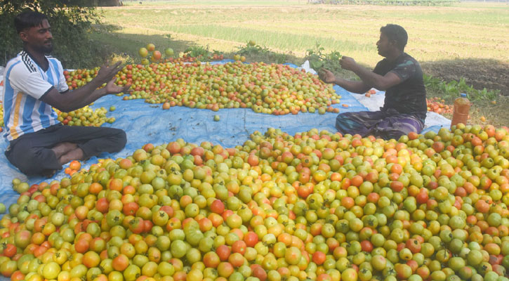 টমেটোর বাম্পার ফলনে কৃষকের মুখে হাসি