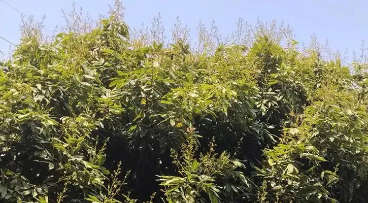 লিচুর বাম্পার ফলনের আশায় ঈশ্বরদীতে চাষীদের মুখে তৃপ্তির হাসি