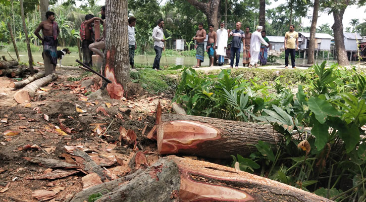 বিদ্যালয়ের মাঠ দখল করে ৫ লাখ টাকার গাছ কাটার অভিযোগ