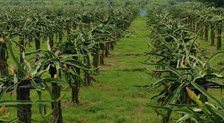 শখের ড্রাগন বাগান করে এখন স্বাবলম্বী জহুরুল ইসলাম