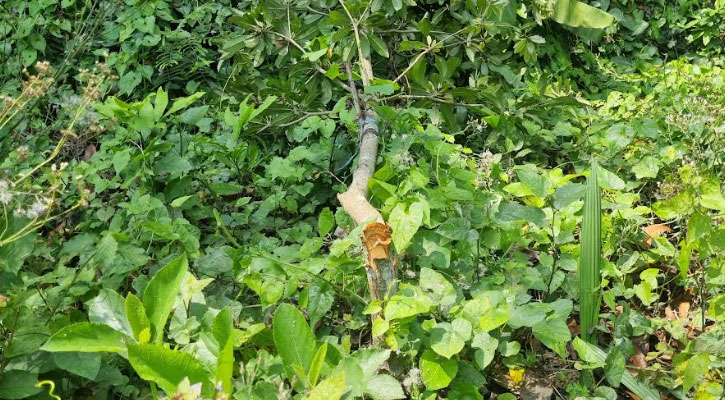 গাছের সাথে এ কেমন শত্রুতা?