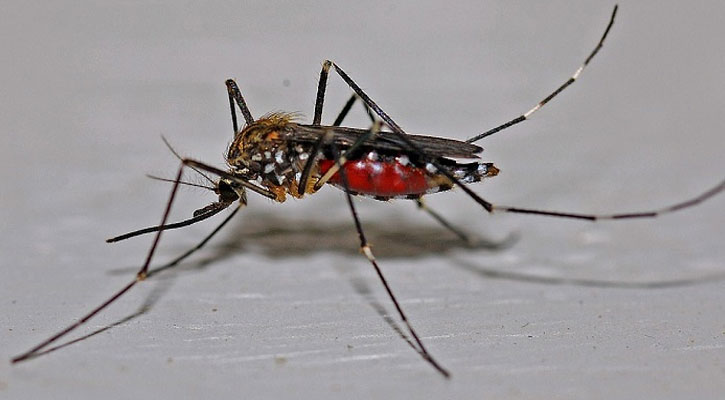 ডেঙ্গু নিয়ে ভয় ধরানো প্রতিবেদন ইকোনমিস্টে