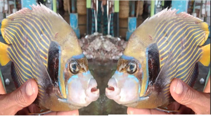 কুয়াকাটায় জেলের জালে বিরল ‘অ্যাঞ্জেলফিশ’