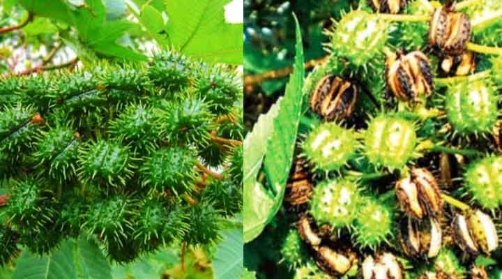 বিলুপ্তির পথে ভেন্না গাছ 