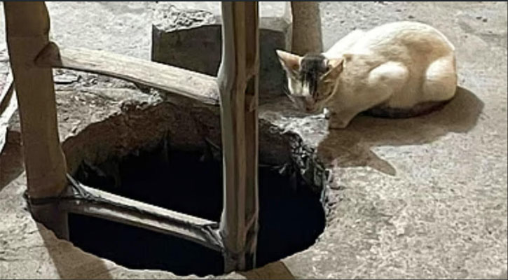 পরিত্যক্ত ট্যাংকিতে পড়ে থাকা ৩ বিড়ালছানা ফিরল মায়ের কাছে