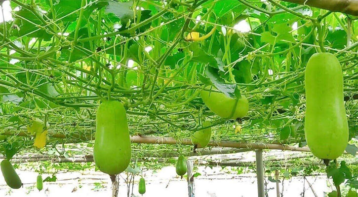 বর্ষাকালে মাচা পদ্ধতিতে সবজি চাষে লাভবান চুয়াডাঙ্গার চাষীরা