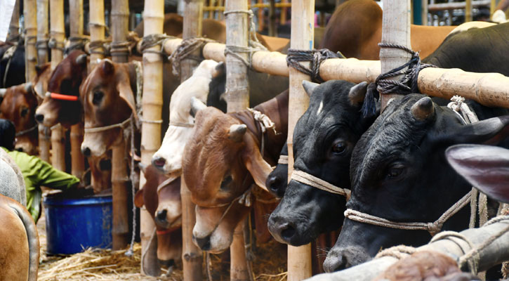 শেষ মুহূর্তে জমে উঠেছে পশুরহাট