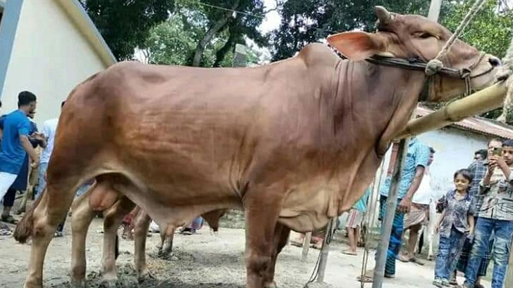 কোরবানির পশুর বাহারী নামে সরব ফেসবুক