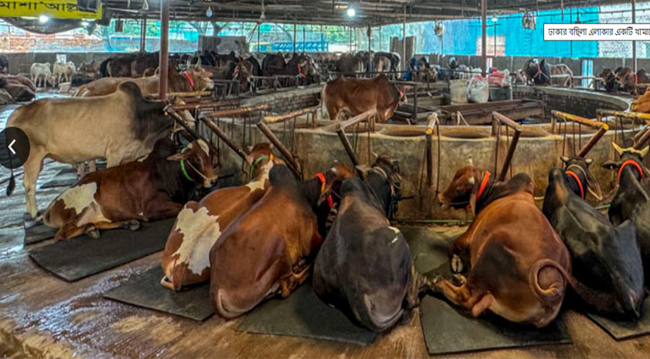 রাজশাহীতে প্রস্তুত সাড়ে ৪ লাখ পশু, কোরবানির আগাম প্রস্তুতি 