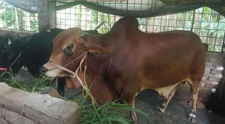 বরিশালে কোরবানির পশুতে স্বস্তি, উদ্বৃত্ত থাকবে প্রায় ৬৮ হাজার