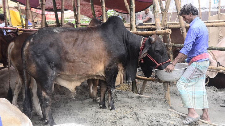 ক্রেতার অভাবে জমেনি পশুহাট