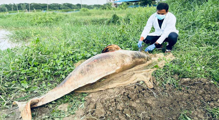 হালদায় আবার মা মাছের মৃত্যু, ভাবাচ্ছে নদীর ‘দূষণ’