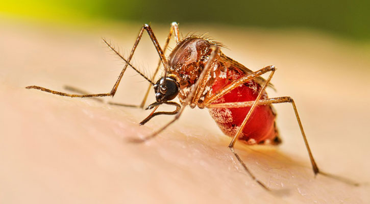 ডেঙ্গুতে মৃত্যু একজনের, হাসপাতালে ভর্তি ৪৩০