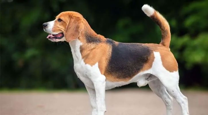 কুকুর হত্যার অভিযোগে থানায় নারীর জিডি