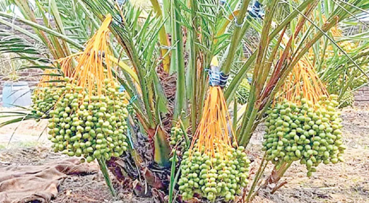 সৌদি আরবের খেজুর দিনাজপুরে