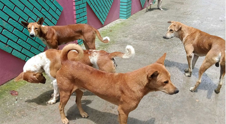 আজব ঘটনা, নবজাতকের জন্য কুকুরের ভালোবাসা